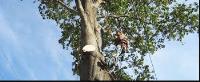 Tempest's Arborist Service image 1